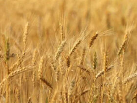 avenir blé Afrique subsaharienne