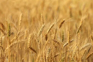 avenir blé Afrique subsaharienne